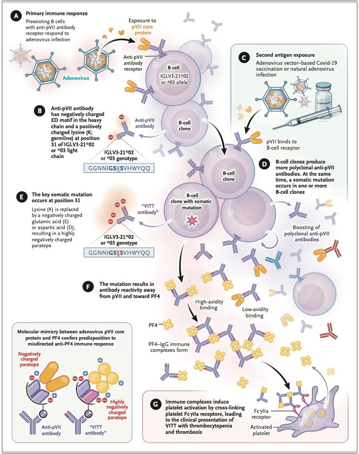Molecular Mimicry Links J&J Vaccine to Rare Clotting