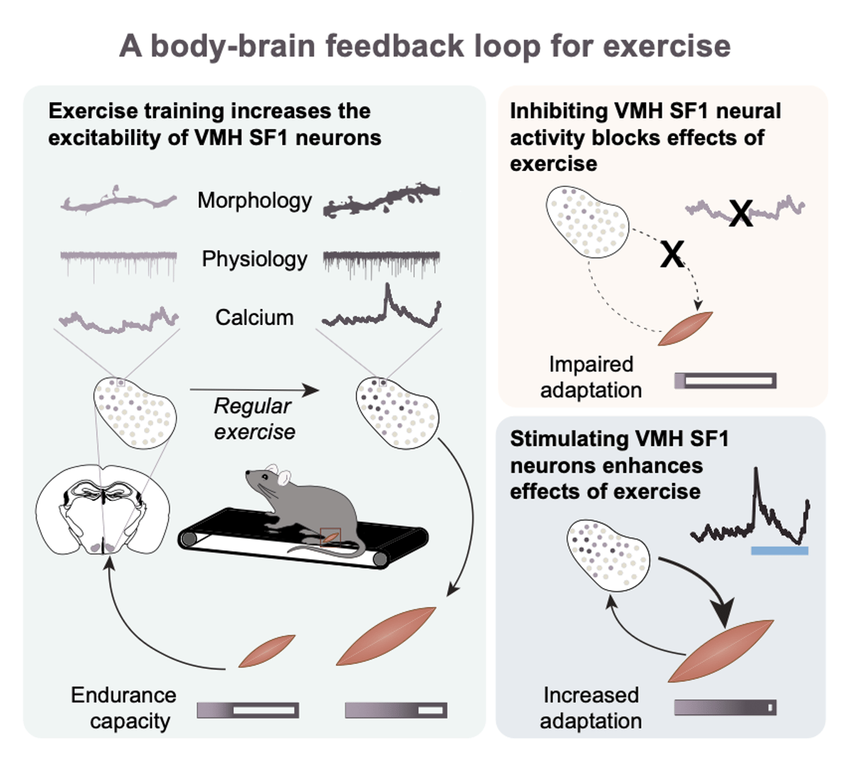 Exercise Rewires Brain, Boosting Endurance in Mice