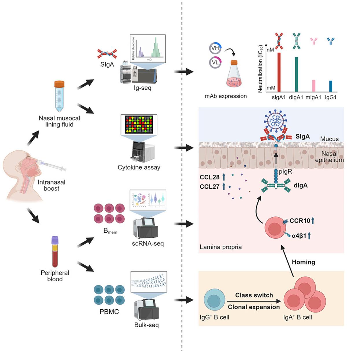 US Stalls Flu Vaccine, Lags China on Nasal COVID