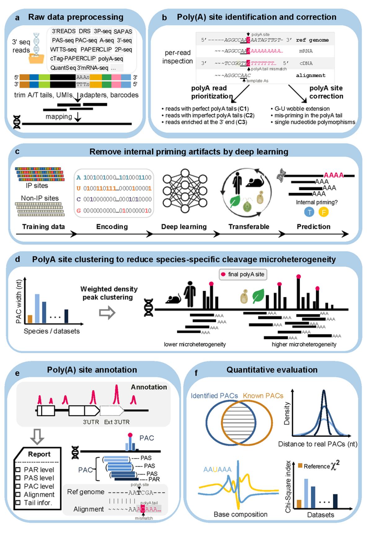PolyAseqTrap Enables Universal Genome-Wide polyA Site Mapping