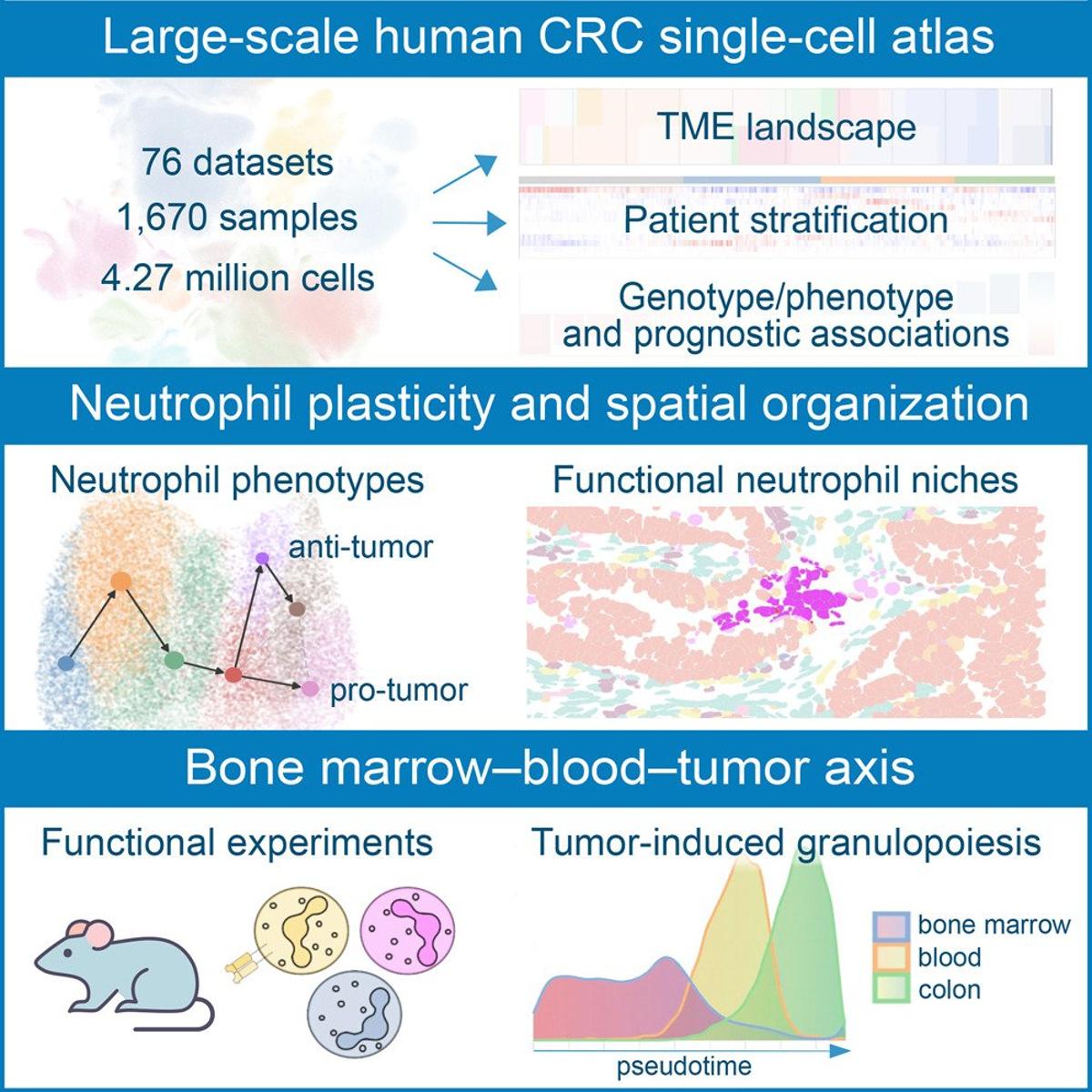 Neutrophil Phenotypes and Spatial Layout Mapped in Colorectal Cancer