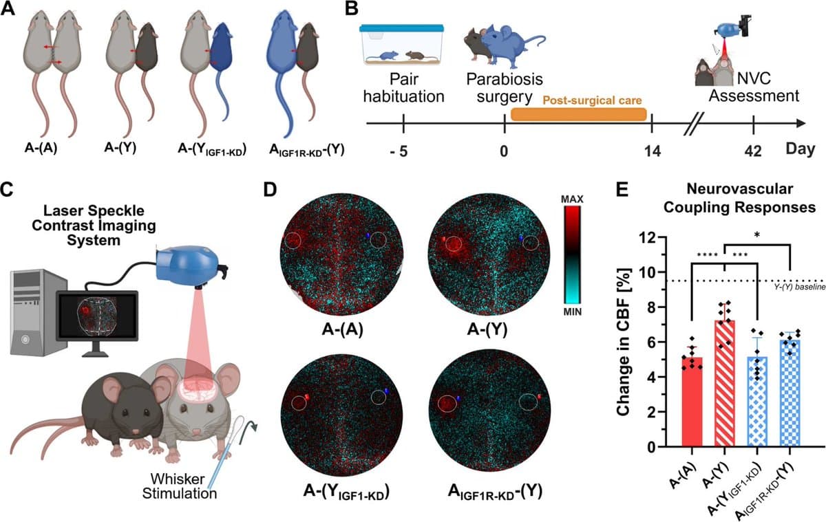Young Blood Rejuvenates Brain Vessels via Endothelial IGF‑1 Signaling