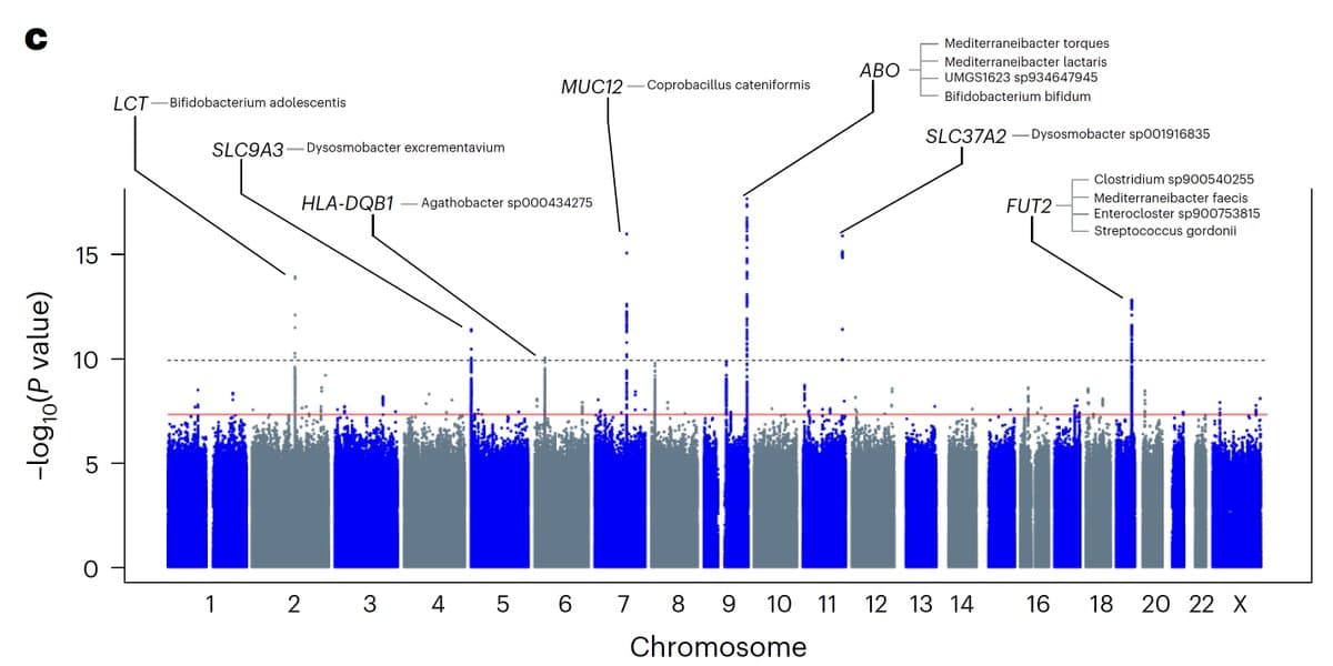 Genetic Evidence Shows BMI Directly Shapes Gut Microbiome