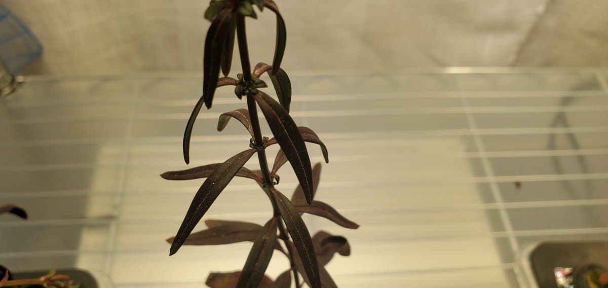 Tricot Snapdragon Mutant Reveals Triple Leaf Pattern Mechanism