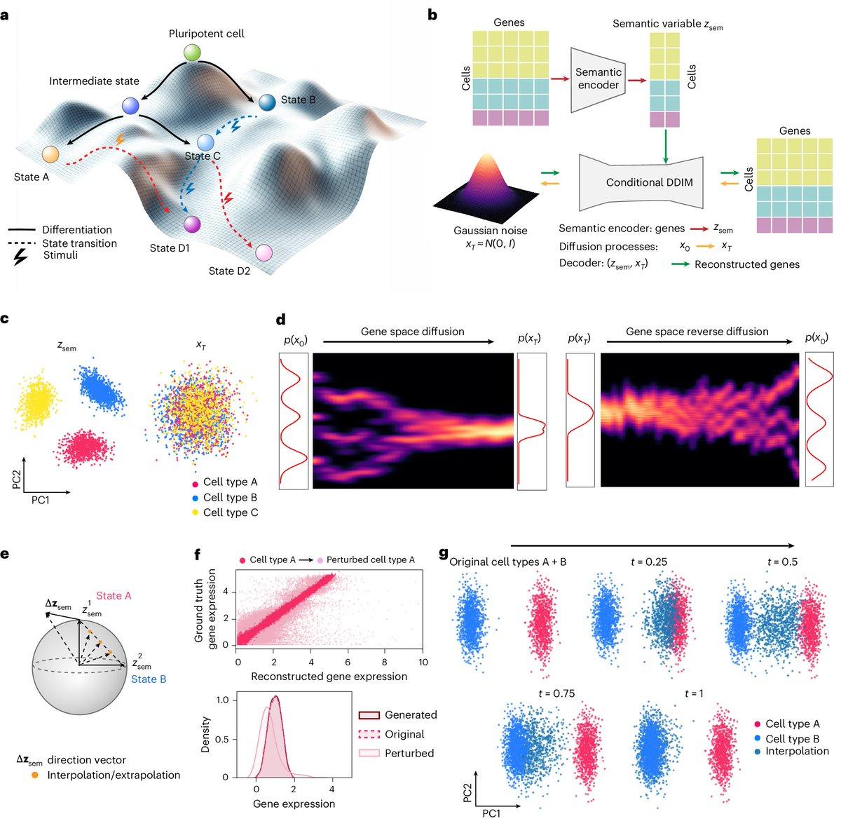 Squidiff Predicts Cell Development and Perturbation Responses
