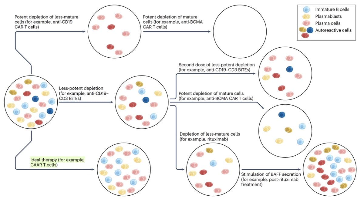 B‑Cell Depletion: Rebooting Immunity to Cure Autoimmunity