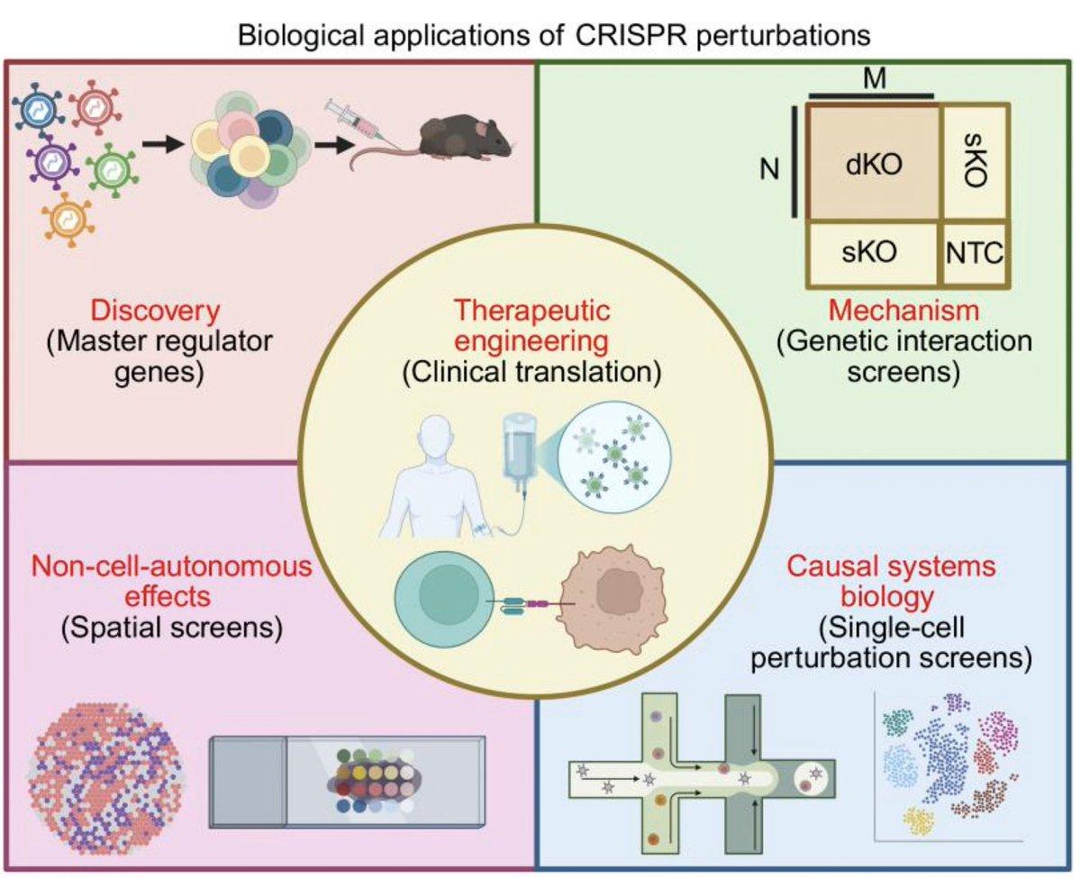 CRISPR Unlocks Causal Insights Into Immune Complexity