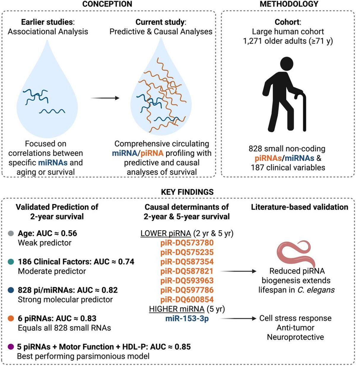 Circulating piRNAs May Predict Elderly Survival and Longevity