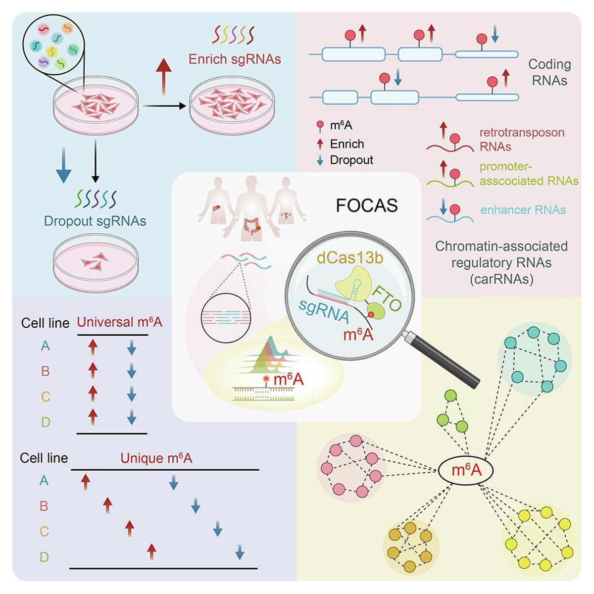 FOCAS Enables Precise Site‑Specific M6A Erasure via CRISPR