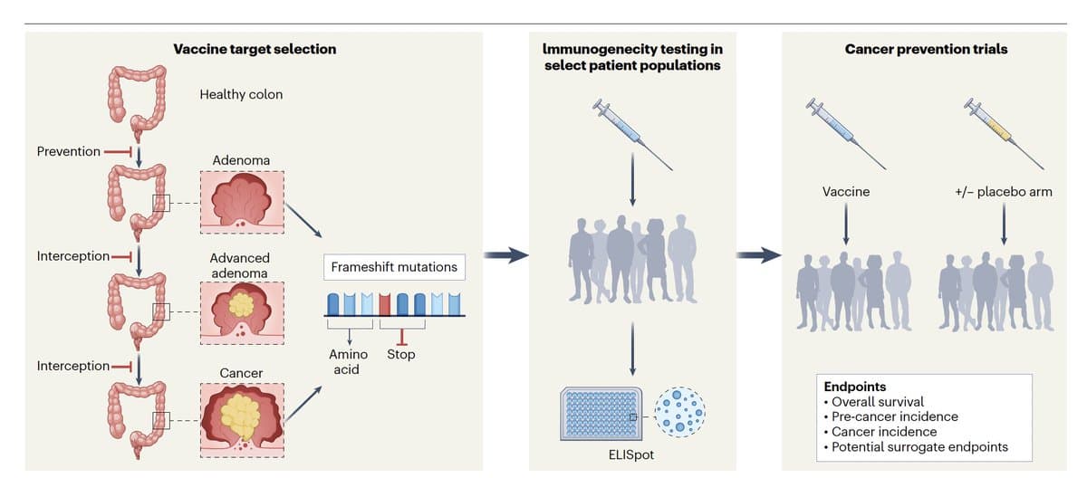 Progress Toward Off‑the‑Shelf Vaccines for Hereditary Cancer