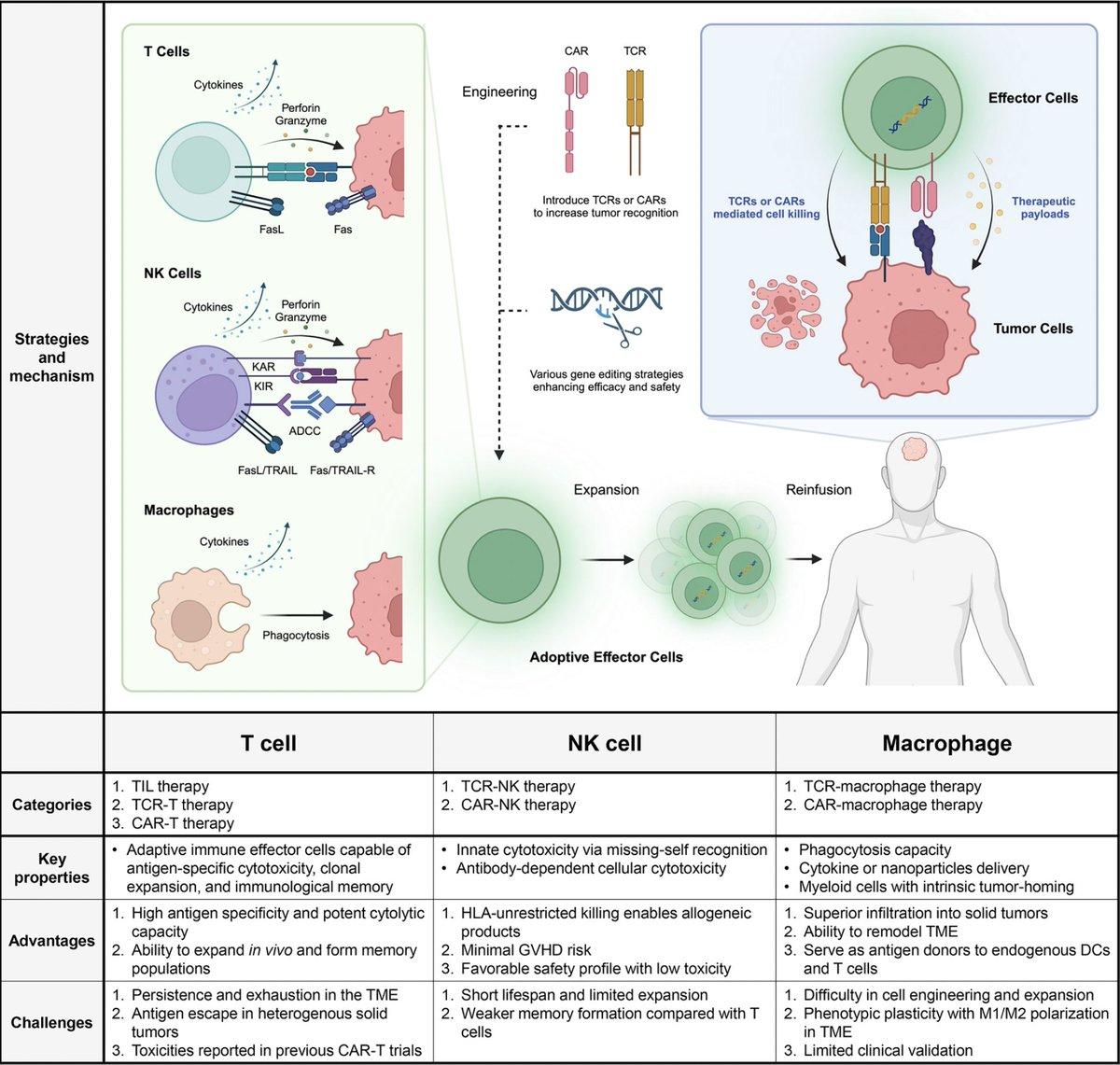 Accelerating CAR Engineering Shows Promising Cancer Immunotherapy