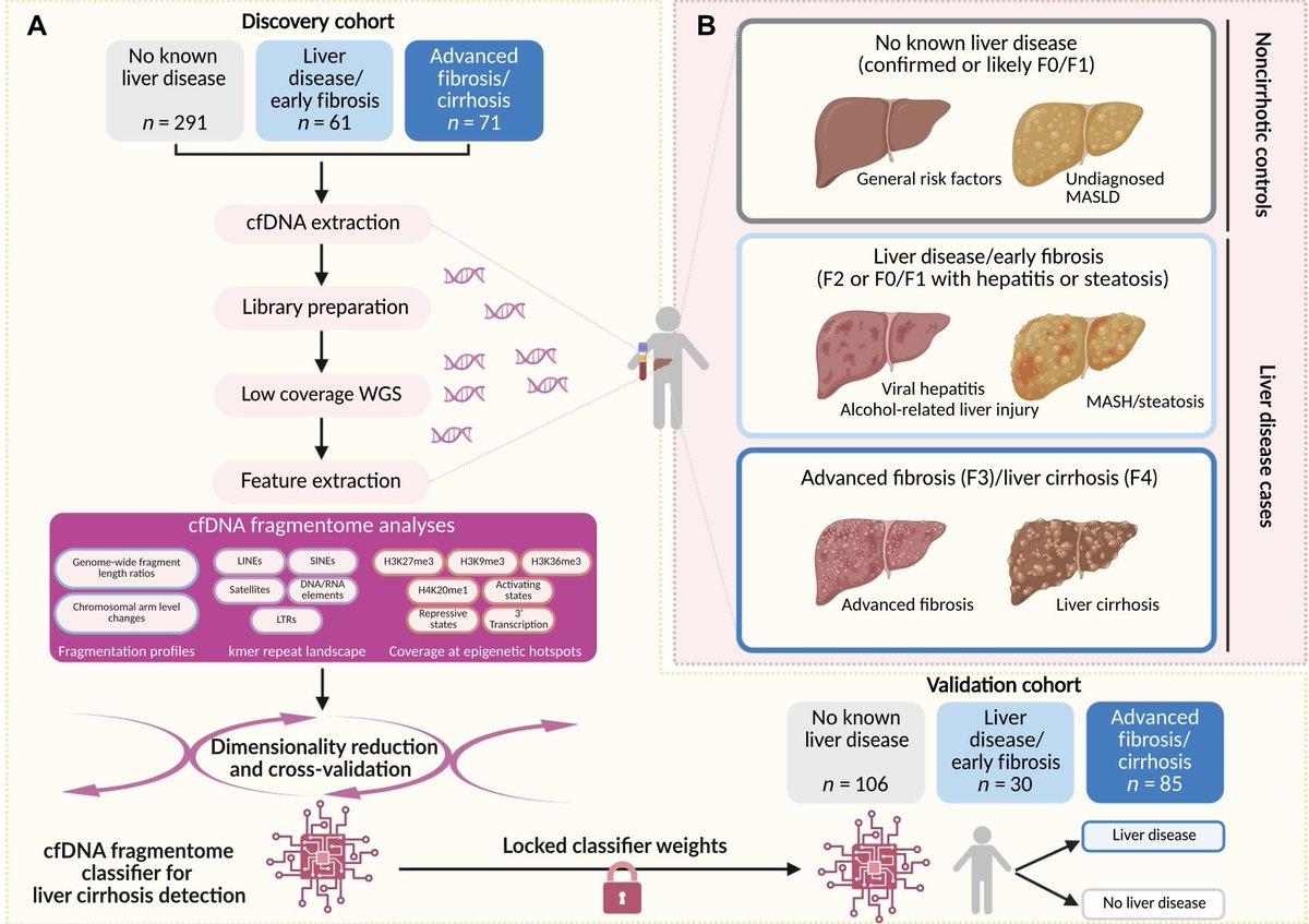 Cell‑free DNA Test Predicts Liver Disease and Mortality