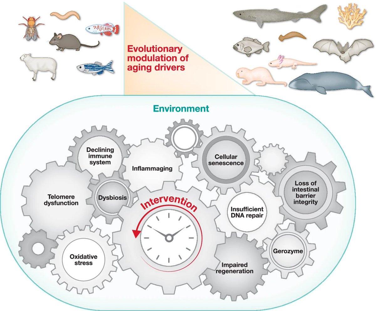 Molecular Evolution Explains Animal Aging Diversity