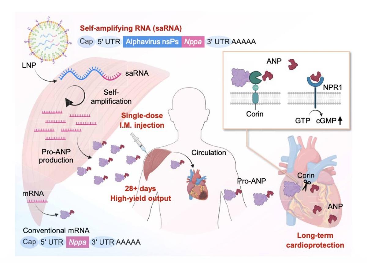Self‑amplifying RNA Could Protect Future Heart‑attack Patients