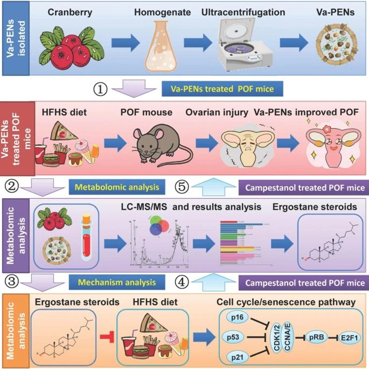 Cranberry-Derived Ergostane Restores Ovarian Function in Mice