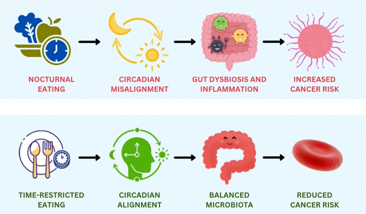 Late-Night Meals May Boost Early Cancer Risk via Gut Microbes