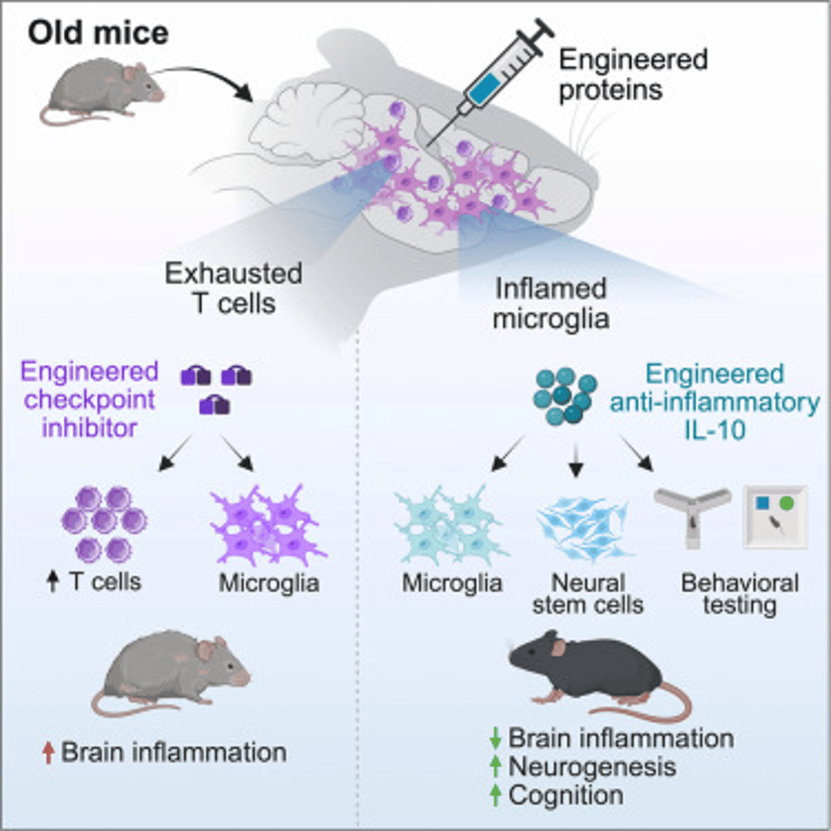 Engineered IL-10 Boosts Neurogenesis and Cognition in Aging Brain