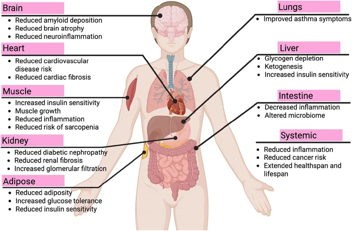 Dietary Restriction Extends Lifespan via Conserved Molecular Pathways