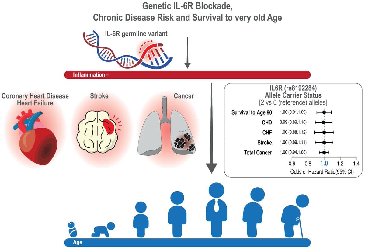 Genetic IL6R Blockade Shows No Impact on Disease or Longevity