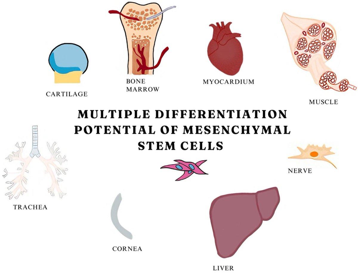 Stem Cells Show Promise for Neurodegenerative Disease Treatment