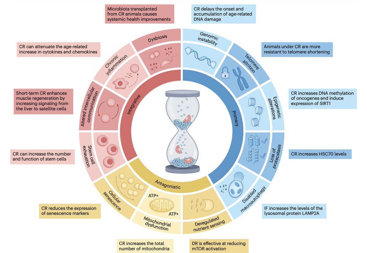 Caloric Restriction Extends Lifespan in Animals, Human Applicability Unclear