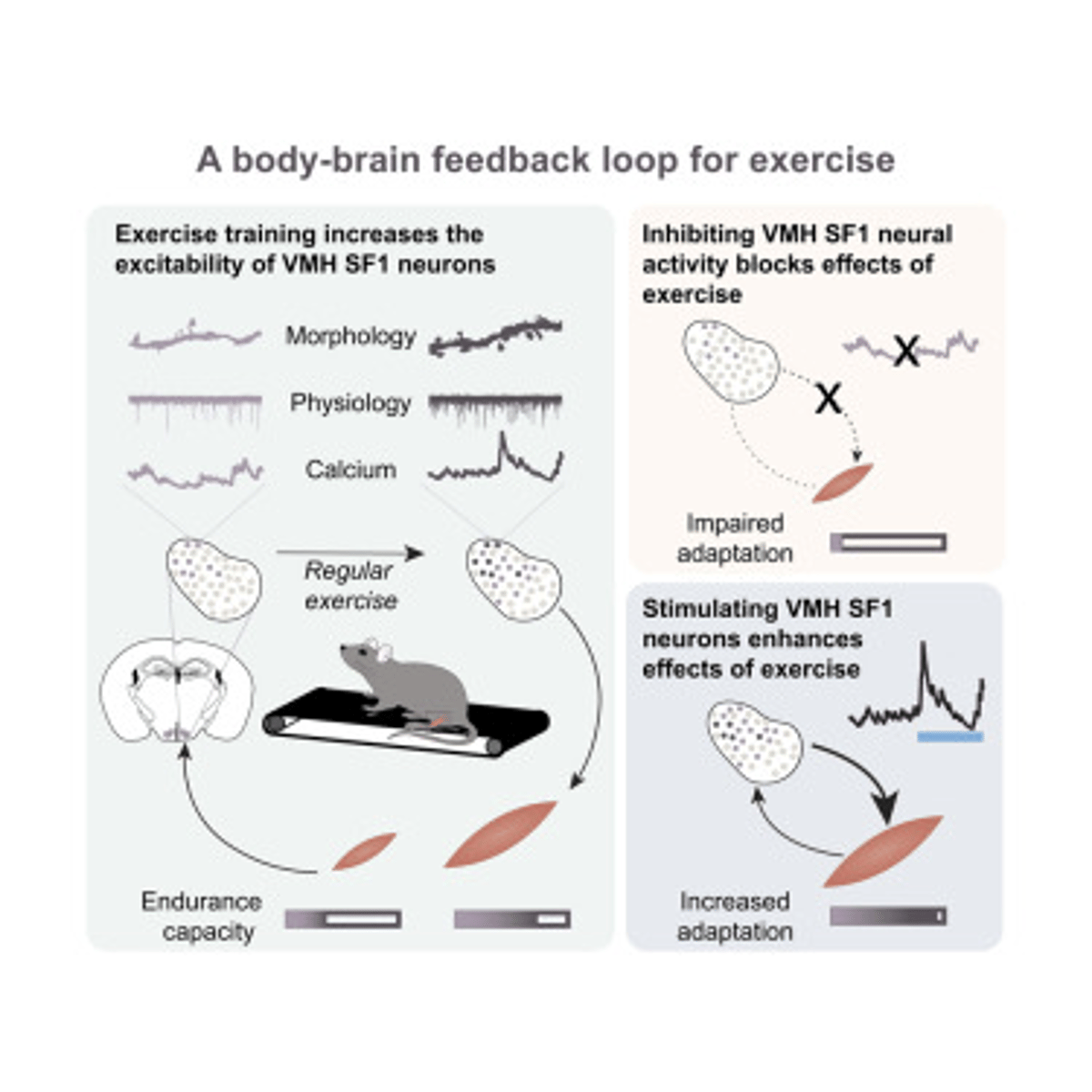 Exercise Activates Hypothalamic SF1 Neurons, Boosting Endurance