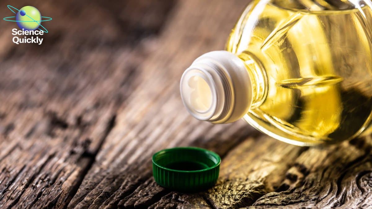 Science Shows Seed Oils Aren’t the Health Villains Claimed