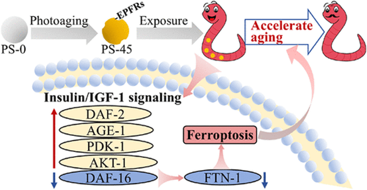 Aged Polystyrene Microplastics Speed Worm Aging via Ferroptosis