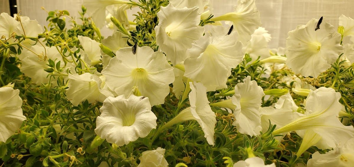 Black Stripe Marks Successful Agroinfiltration, Red