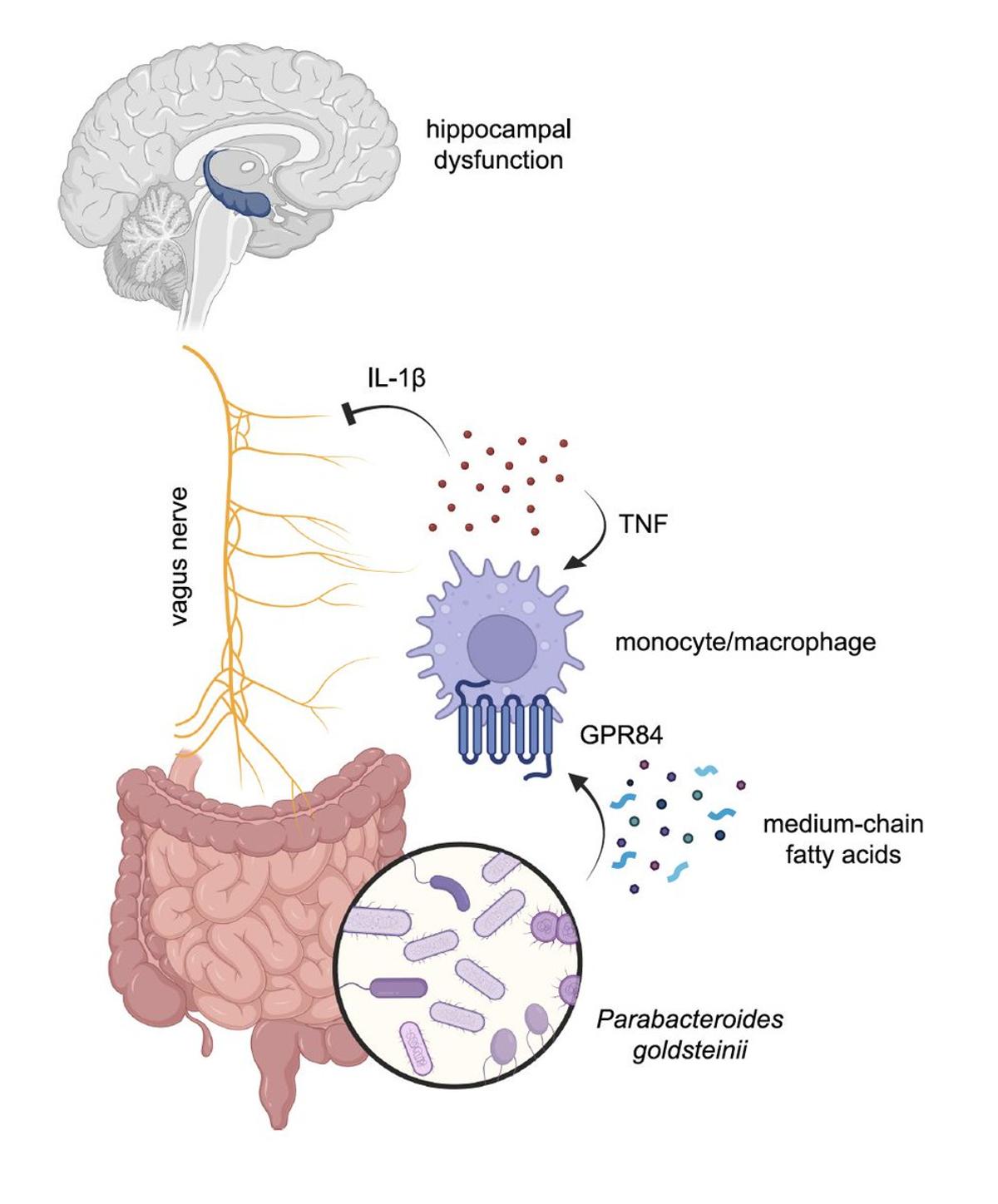 Gut Microbes Modulate Age‑related Memory and Cognition