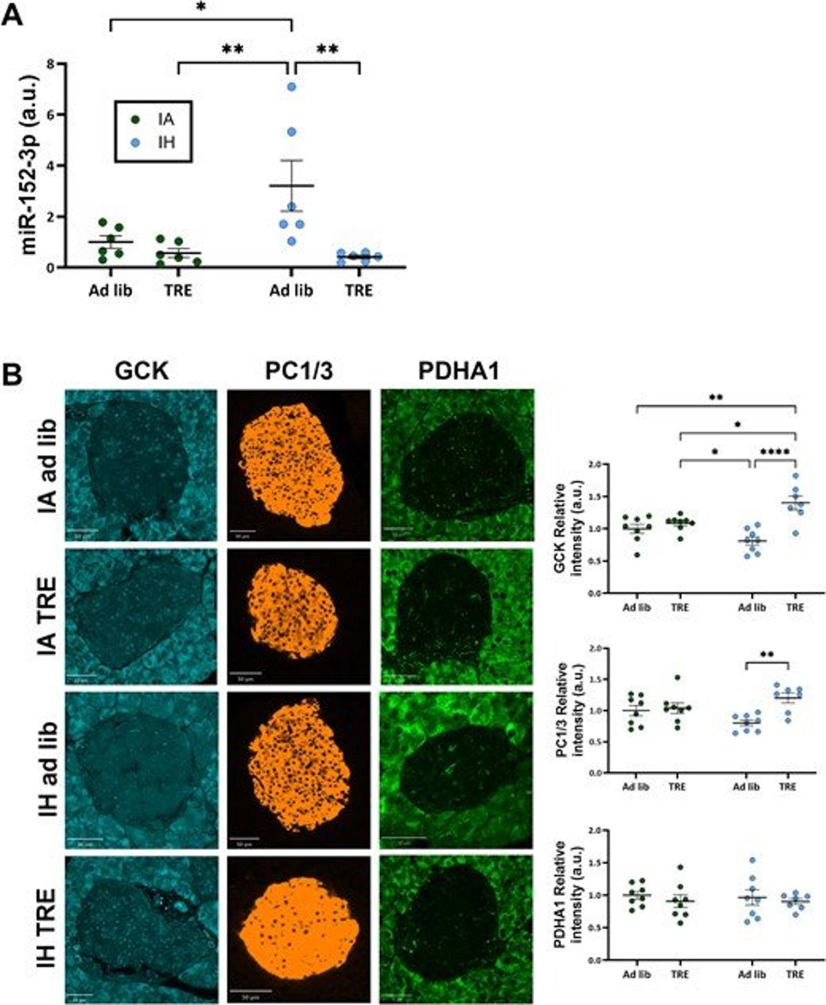 Time‑Restricted Eating Counteracts Hypoxia‑Induced Glucose Dysregulation