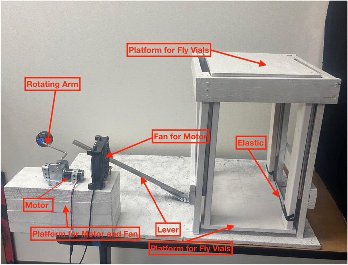 Polyphenols and Exercise Shield Fruit Flies From Alzheimer’s