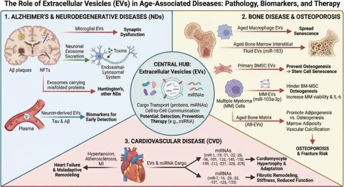Extracellular Vesicles Deliver SASP, Fuel Aging, Offer Therapies