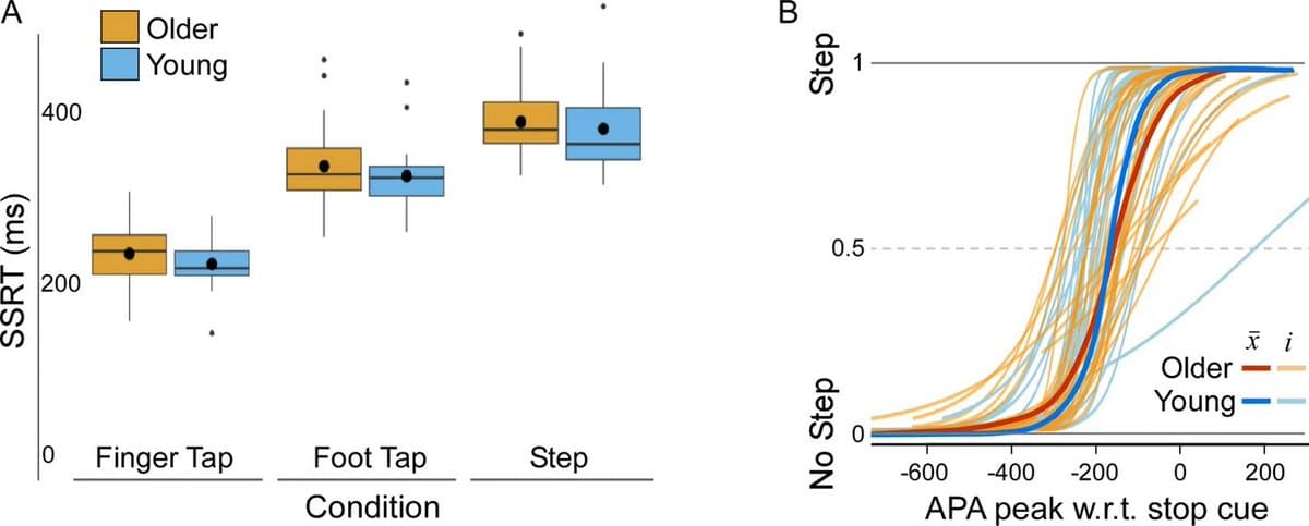 Stop Signals Delay Step Initiation Across Ages