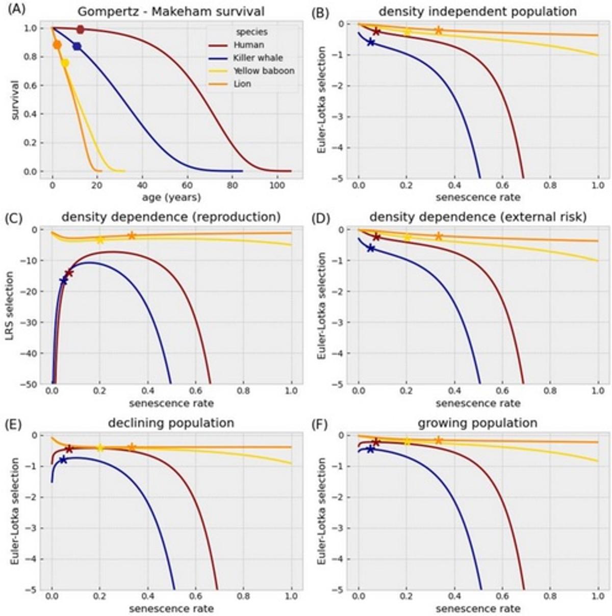 Aging Accelerates Damage Accumulation, Driving Senescence