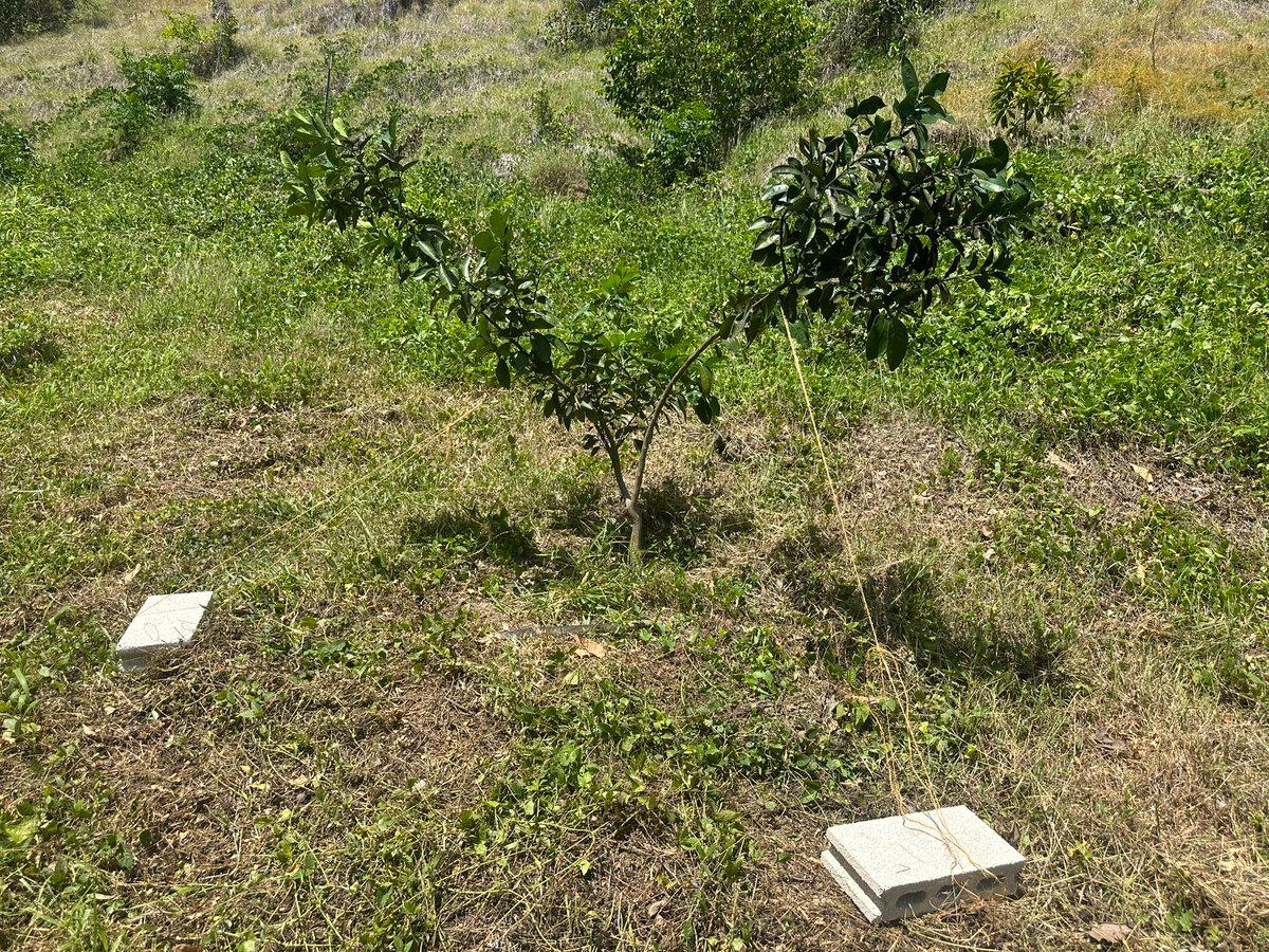 Twine Brackets Offer Adjustable Support Over Rigid Stakes