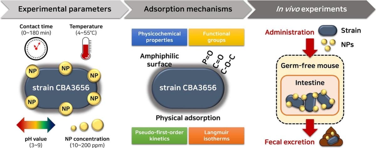 Food-Derived Bacterium Boosts Nanoplastic Excretion in Mice