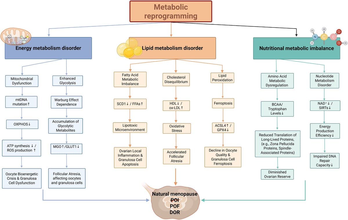 Metabolic, Epigenetic, Immune Links Drive Ovarian Aging