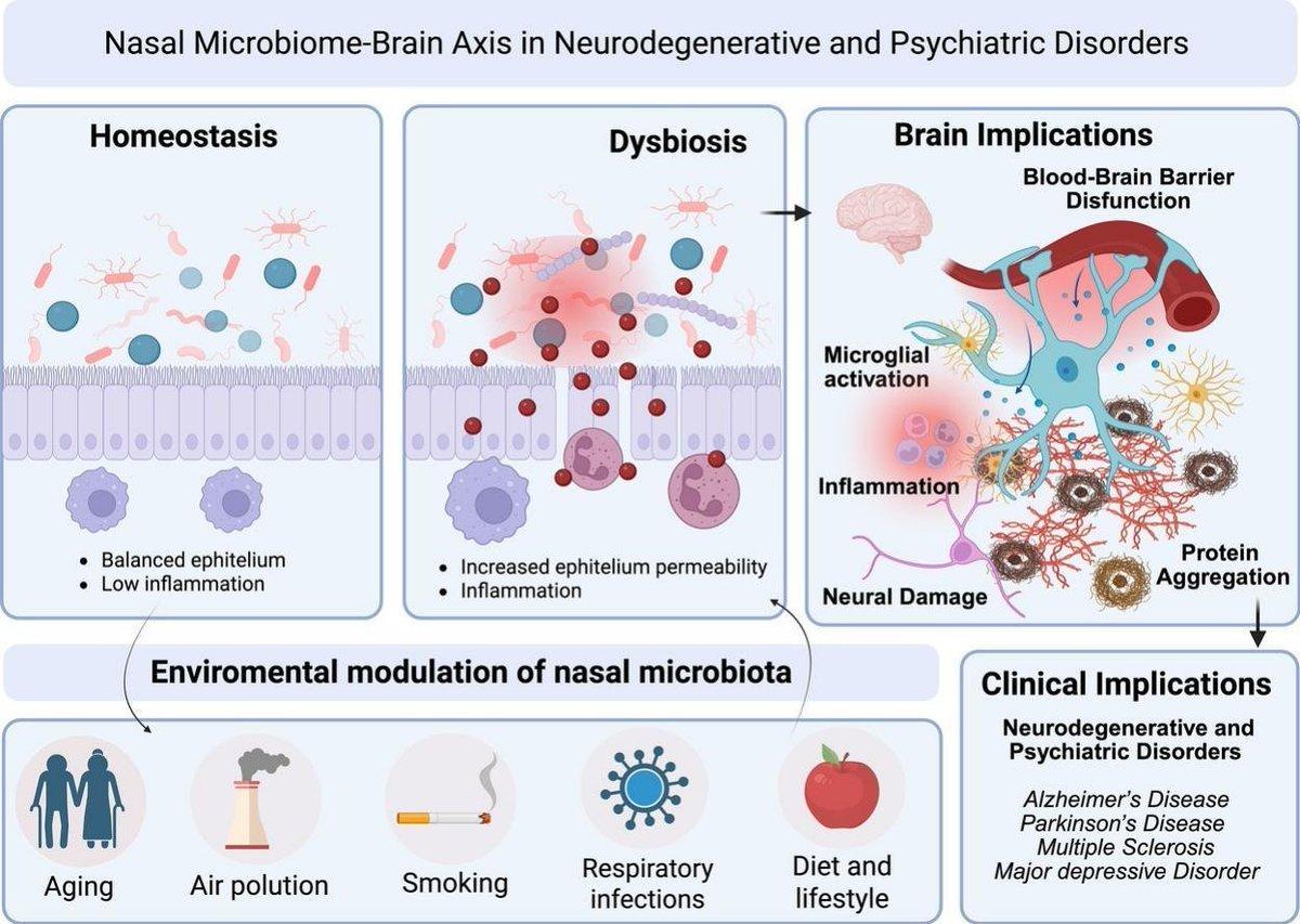 Nasal Microbiome Imbalance Fuels Neuroinflammation and Brain Disease