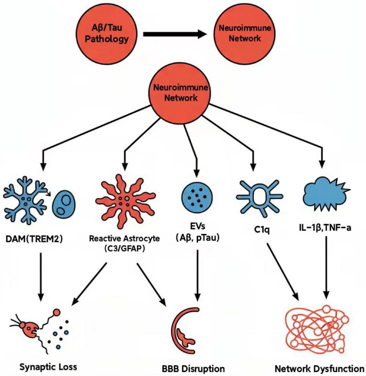 Restoring Cell Communication May Halt Alzheimer’s Progression