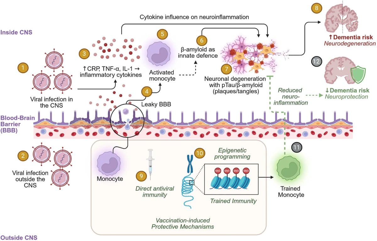 Vaccines May Modulate Dementia Risk via Trained Immunity