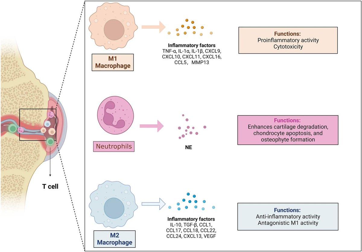 Enhanced Exosomes Modulate OA Inflammatory Microenvironment