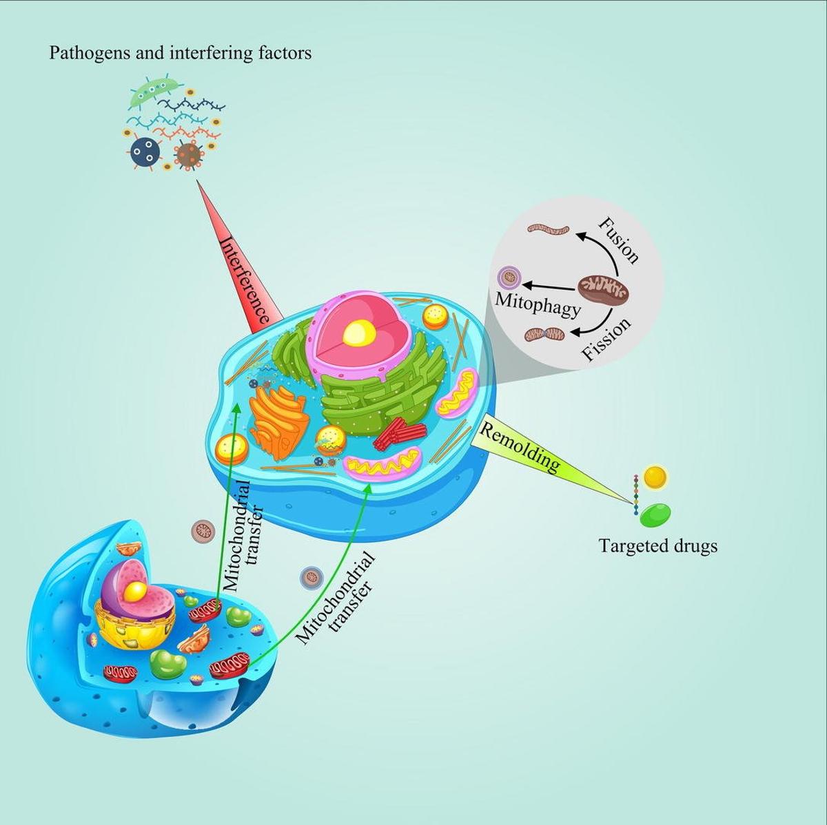 Mitochondria Shape Immune Landscape: Clinical Insights