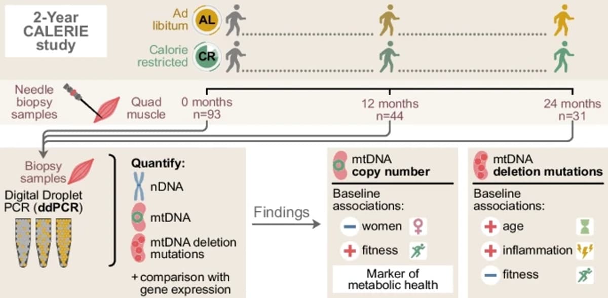 HDL Inflammatory Markers Predict Mortality in Elderly