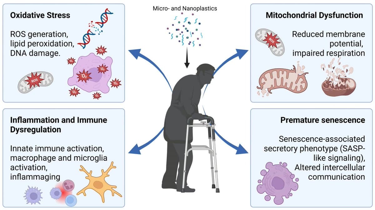 Microplastics Threaten Longevity: One Health Perspective