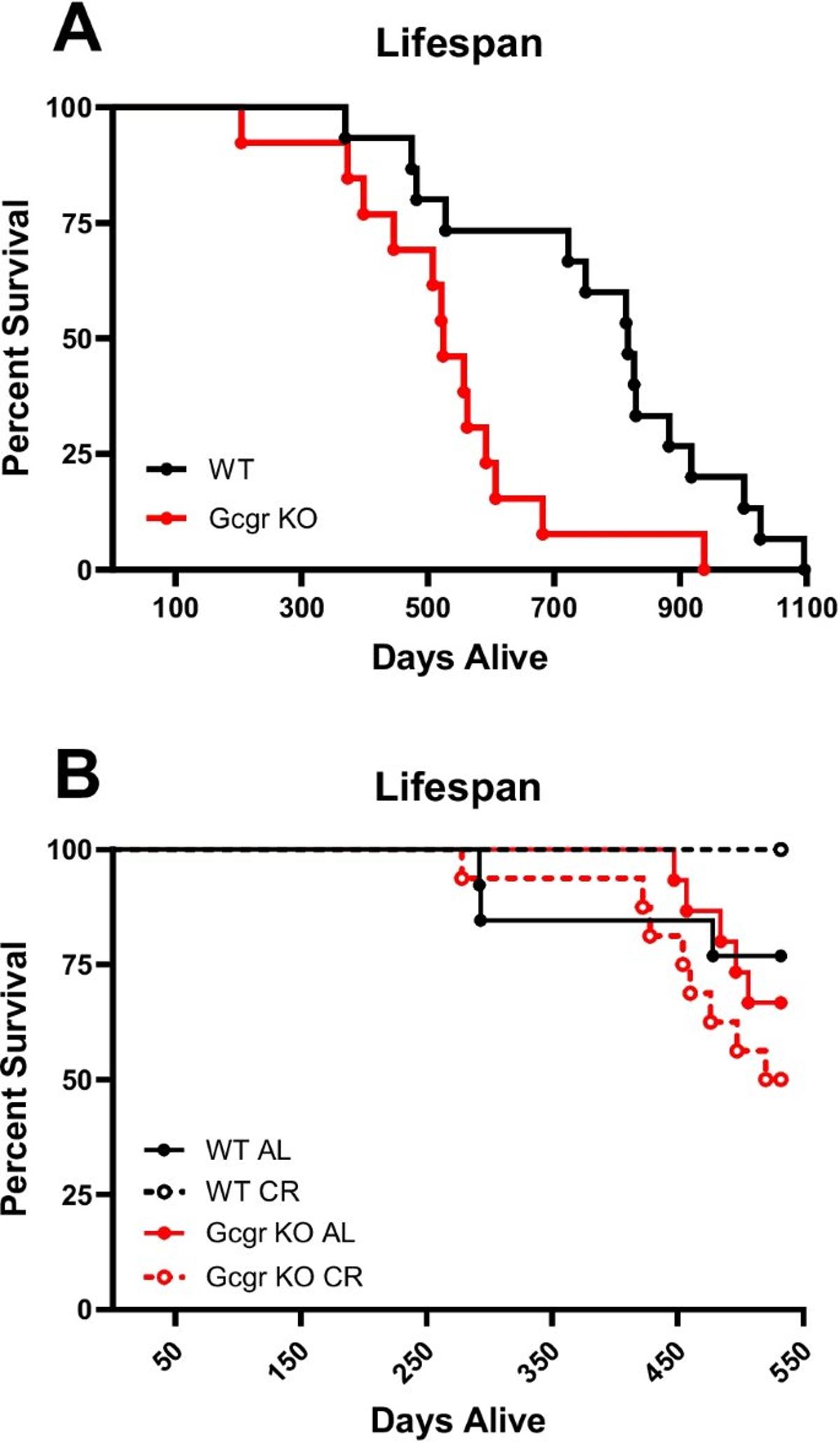 Glucagon Signaling Required for Caloric Restriction Benefits