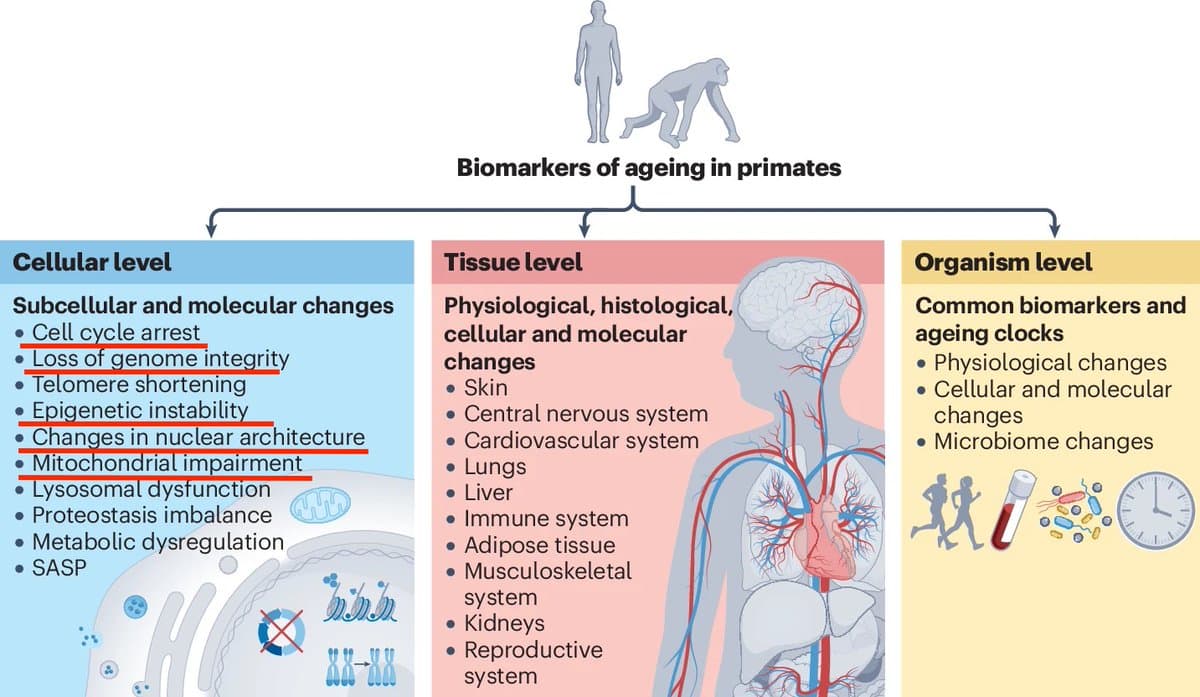 Aging May Be a Software Issue, New Primate Study Shows