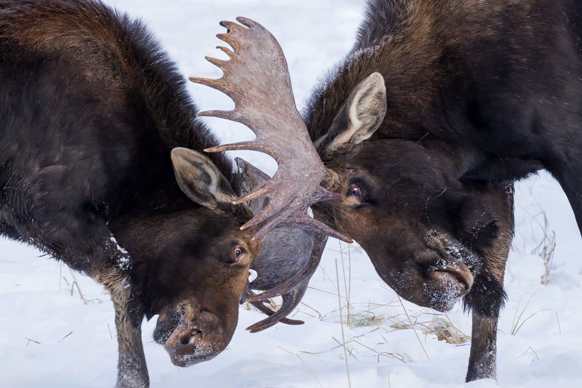 Co-Lead December Moose Photography Workshop in Tetons