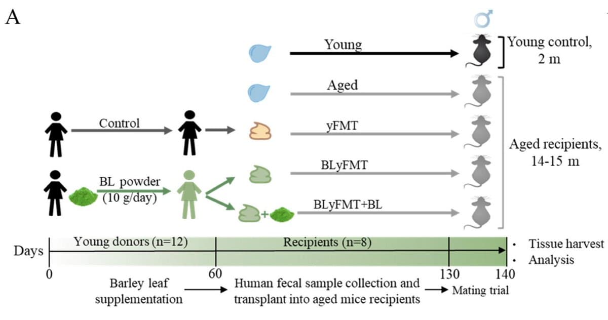 Barley Leaf–Derived Gut Microbes Boost Mouse Cognition, Slow Aging
