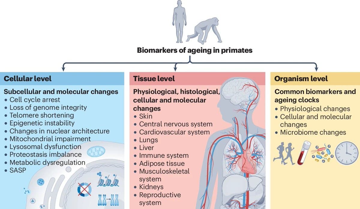 Ageing Biomarkers Compared Across Humans and Primates